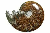 Polished Ammonite (Cleoniceras) Fossil - Madagascar #352364-1